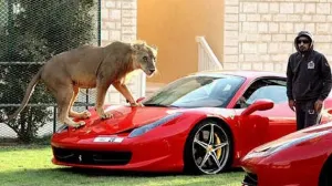 Jeques millonarios presumen sus grandes felinos