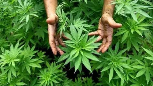 ¿Celebraste el Día Mundial de la Marihuana?