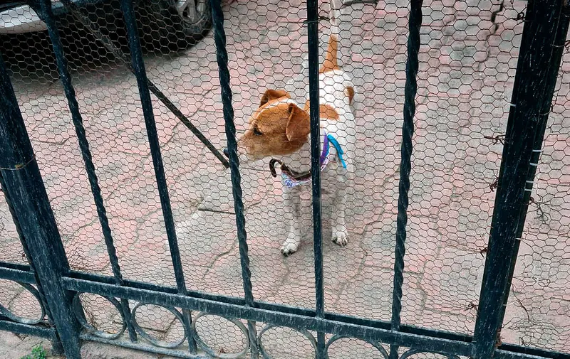 caida-de-ceniza-popocatepetl-mascotas
