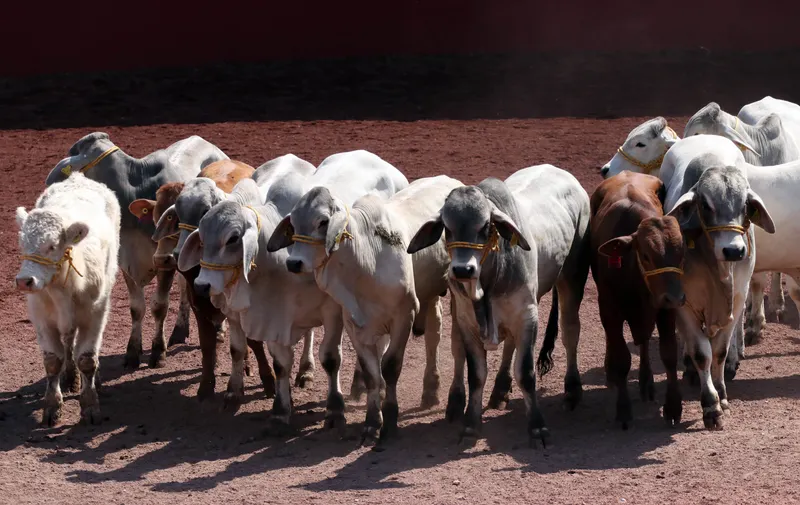 Día Nacional de la Ganadería,