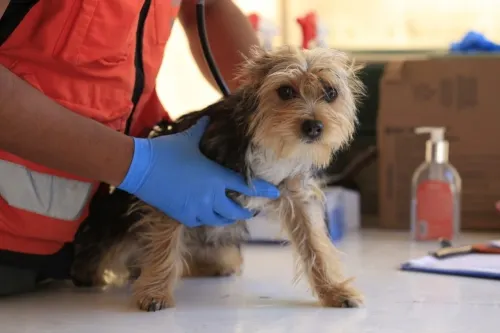 Realiza SEDIF Jornada de Esterilización de Mascotas en La Libertad