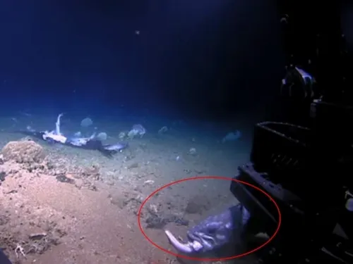 Video: ¡Increíble! Pez devora a tiburón de un solo bocado