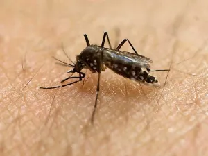 Reporta Salud 37 casos confirmados de zika en México