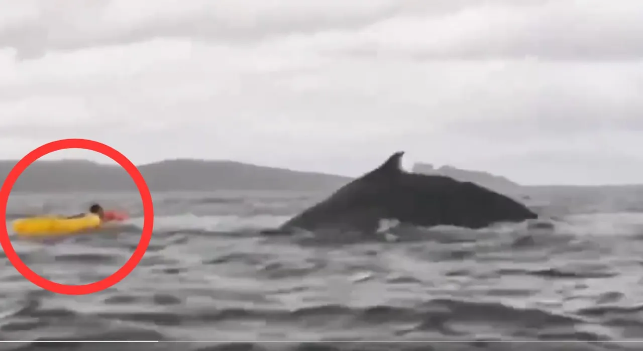 Ballena jorobada traga y escupe a kayakista en Chile