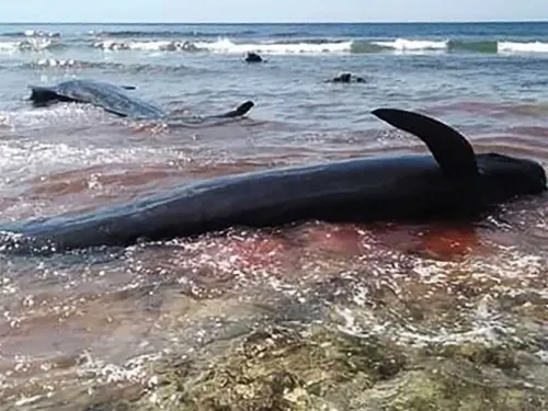 Hallan 7 ballenas muertas en playa de Indonesia