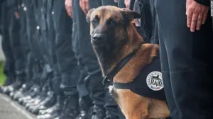 Diesel, la perra policía que ha muerto en la operación de Saint Denis