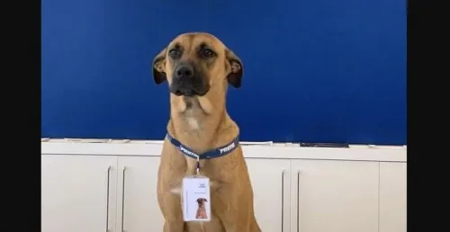Perrito consigue empleo y casa en agencia de autos
