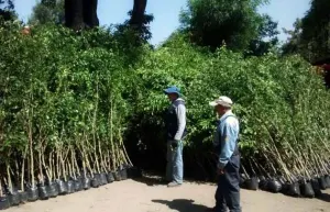 Ayuntamiento inicia proceso de reforestación