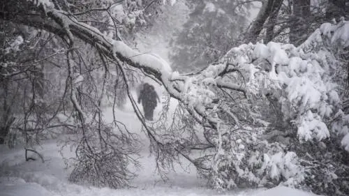 Intensa nevada derriba miles de árboles en Moscú; reportan un deceso