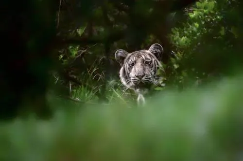Impacto en el mundo por aparición de extraño “tigre pálido” en India