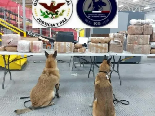 Hallan 27 paquetes de mariguana en Aeropuerto de Querétaro