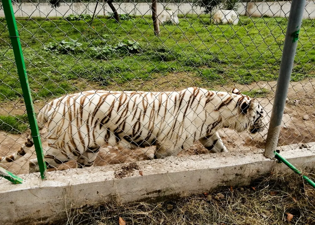 Muere tigre de Bengala tras escapar del Parque Animalia en Xicotepec por las lluvias