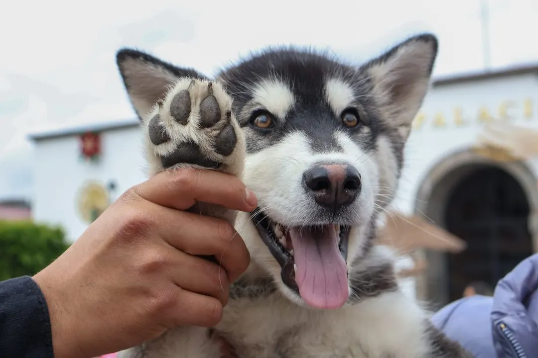 Perro Perros Mascotas