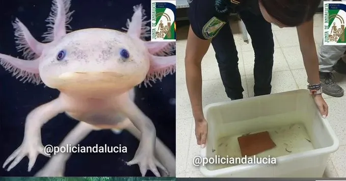Recuperan en Granada 29 ajolotes mexicanos