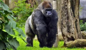 Gorila Bantú murió en Chapultepec antes de ser trasladado a Guadalajara