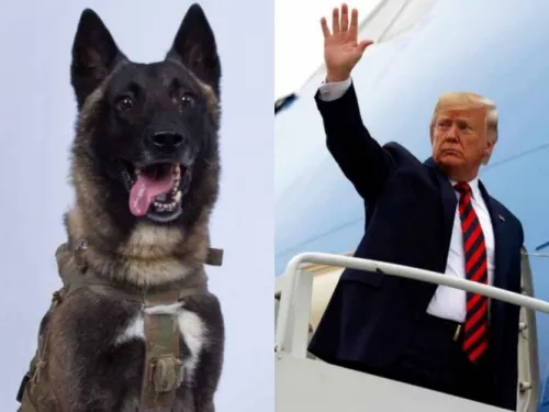 Perrito ayuda en intento de captura de terrorista; Trump le agradece