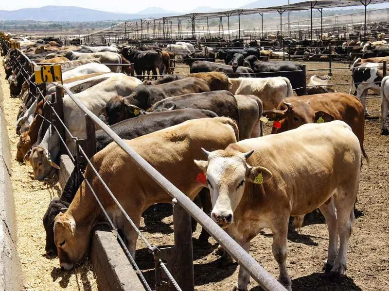 México seguirá desarrollo de ganado bovino desde nacimiento hasta punto de venta