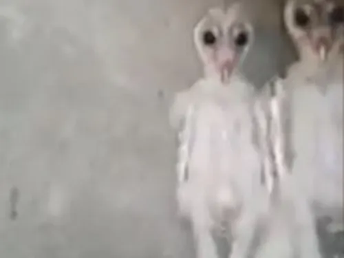 ¿Extraterrestres o ´búhos bebé’?, este video se volvió viral