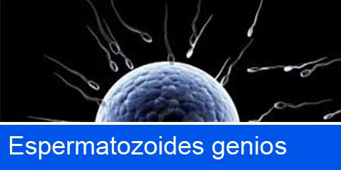 Espermatozoides genios