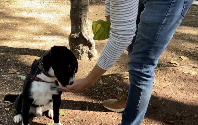 ofrece-medio-ambiente-municipal-curso-de-adiestramiento-canino