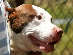 Bebé muere por mordidas de perro Pitbull