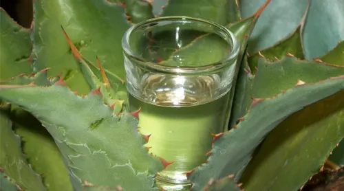 Tequilera Don Ramón le echa el “ojo” a Puebla para invertir en una mezcalera