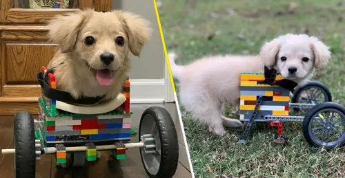 Gracie: La perrita que volvió a caminar con una silla de ruedas hecha con Lego