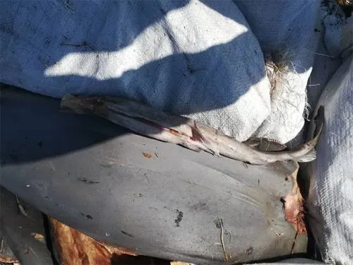 Tiburones hallados en carretera no son de especie en riesgo: Profepa