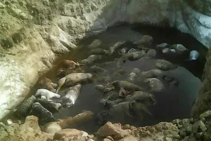 Hallan en Amozoc tumba clandestina de perros