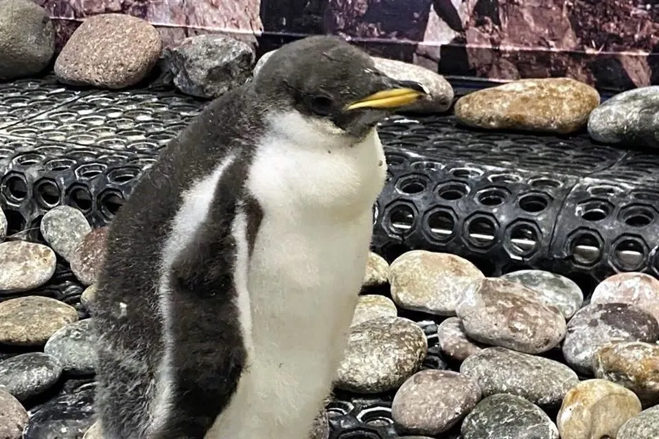 Nacen dos pingüinos en Zoológico de Guadalajara