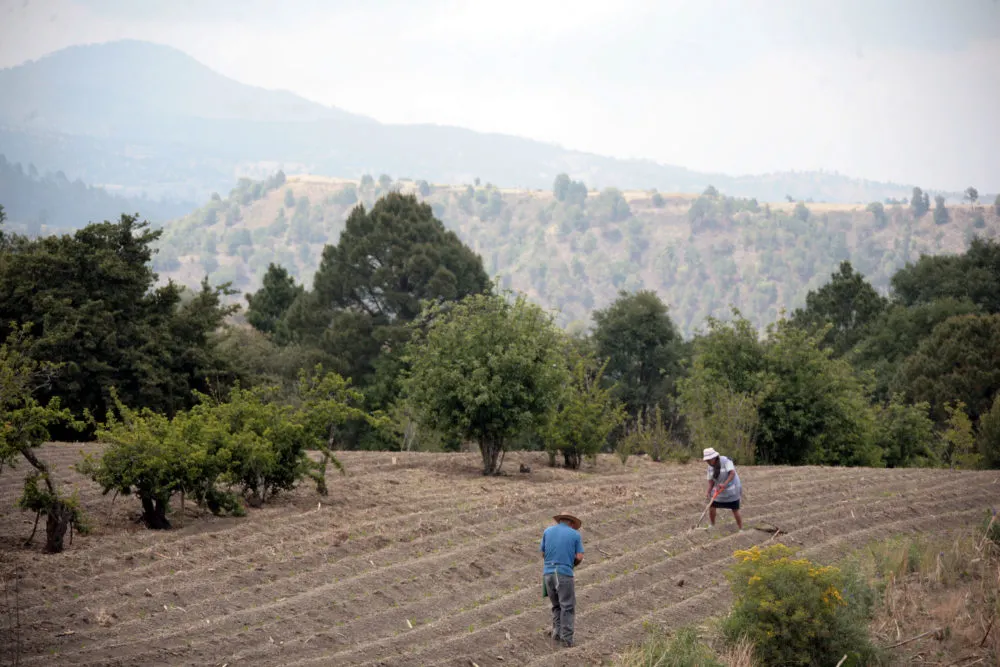 Labor de campo