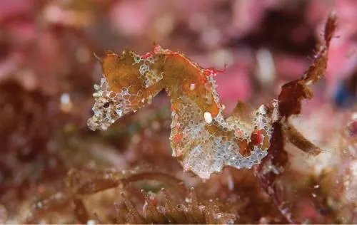 Descubren caballitos de mar tan pequeños que cientos de ellos cabrían en la palma de la mano