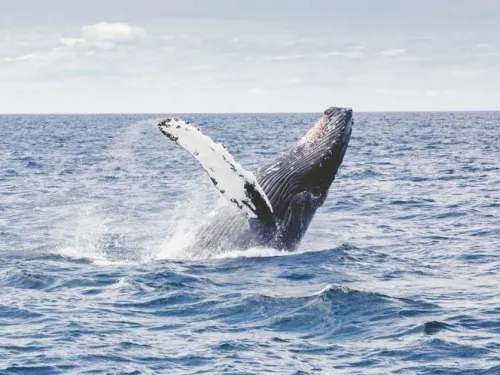 Salvada en Australia una ballena tras seis días varada
