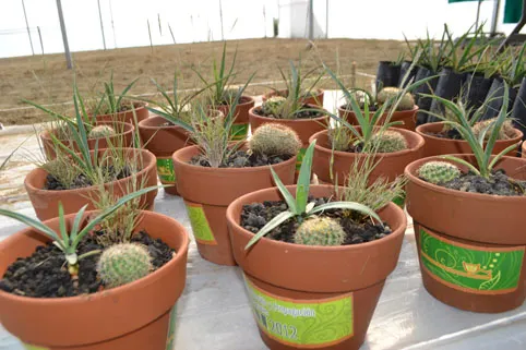 Producirá Granjas Carroll 35 mil plantas anuales para reforestación