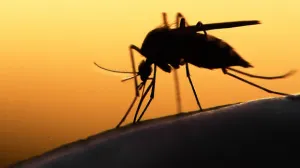 Piden redoblar acciones preventivas contra el dengue, zika y chikungunya