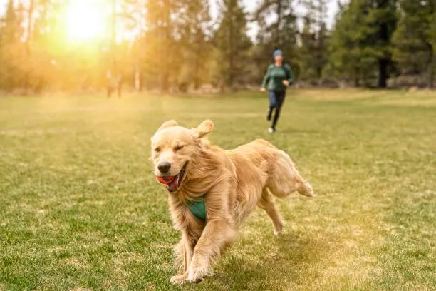 Perrito corriendo