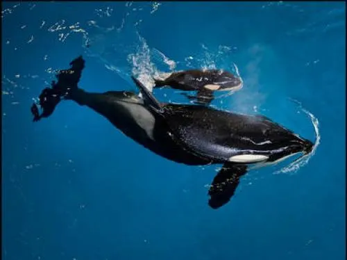Nace última orca en cautiverio en parque temático en EU