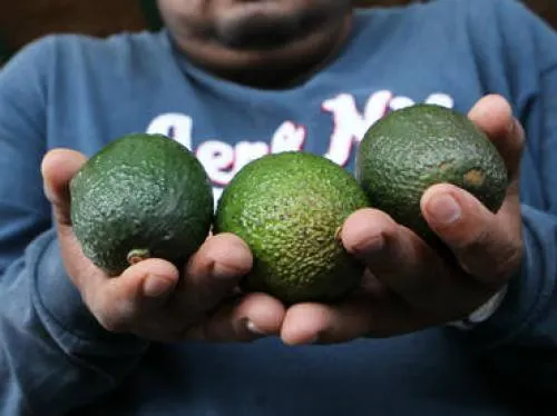 Precio del aguacate, por las nubes en EU