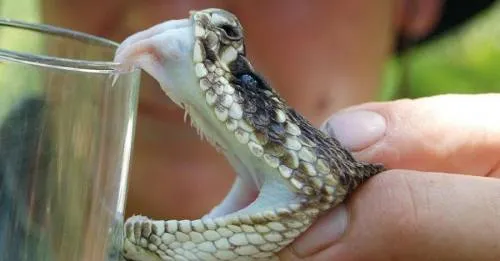 Crea UNAM antiveneno contra mordeduras de serpiente