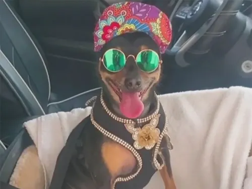 Presley, el perrito sin hogar que ahora vive como un rey