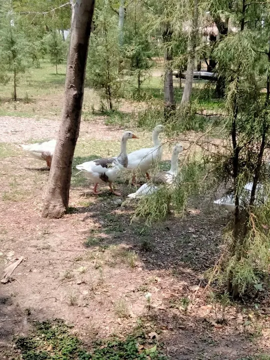 Muerte de pato en el Ecológico por agresión de animales y no por falta de alimento: IBA