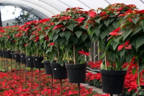 Presenta SDR temporada 2020 de flor de Nochebuena