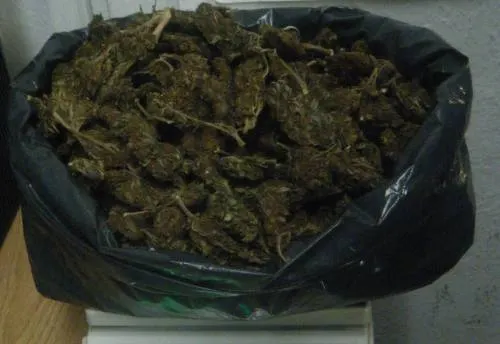 Detiene Ssptm a persona en posesión de medio kilogramo de posible marihuana