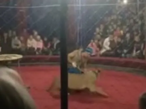 Leona ataca a niña durante espectáculo de circo en Rusia