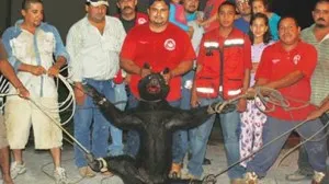 Semarnat investigará maltratos contra osezno en Coahuila