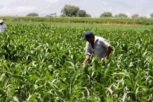 Habrá misión virtual de negocios, con empresarios poblanos del sector agroindustrial