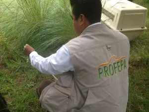 Reintegra Profepa 5 ejemplares de vida silvestre en la Malinche
