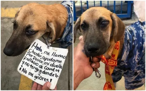 Perrito busca casa pues su dueña murió de covid-19