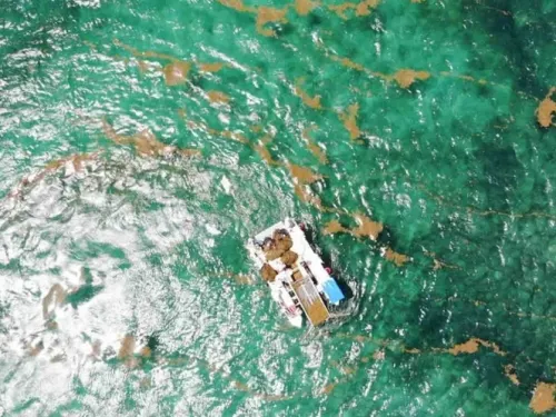 Sargazo amenaza nidos de tortuga en Akumal