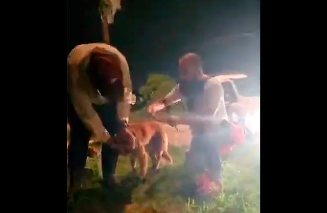 Perros Balaceados Los Heroes